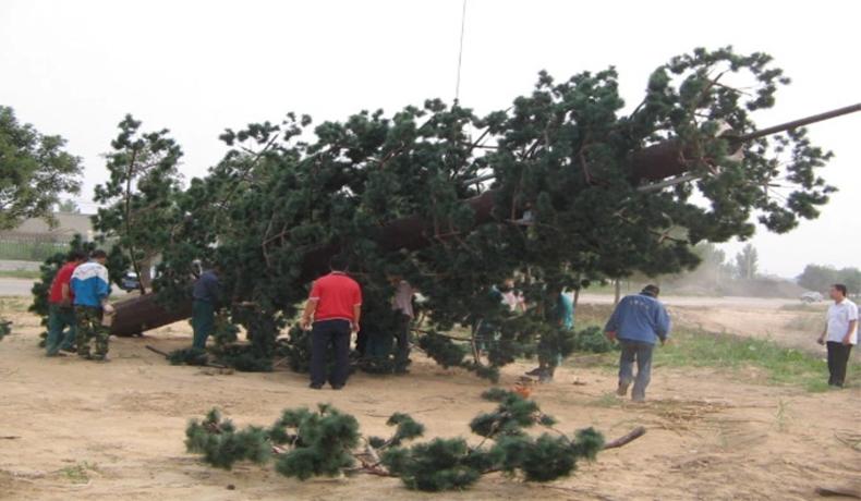Applications polyvalentes de la tour monopolaire de camouflage